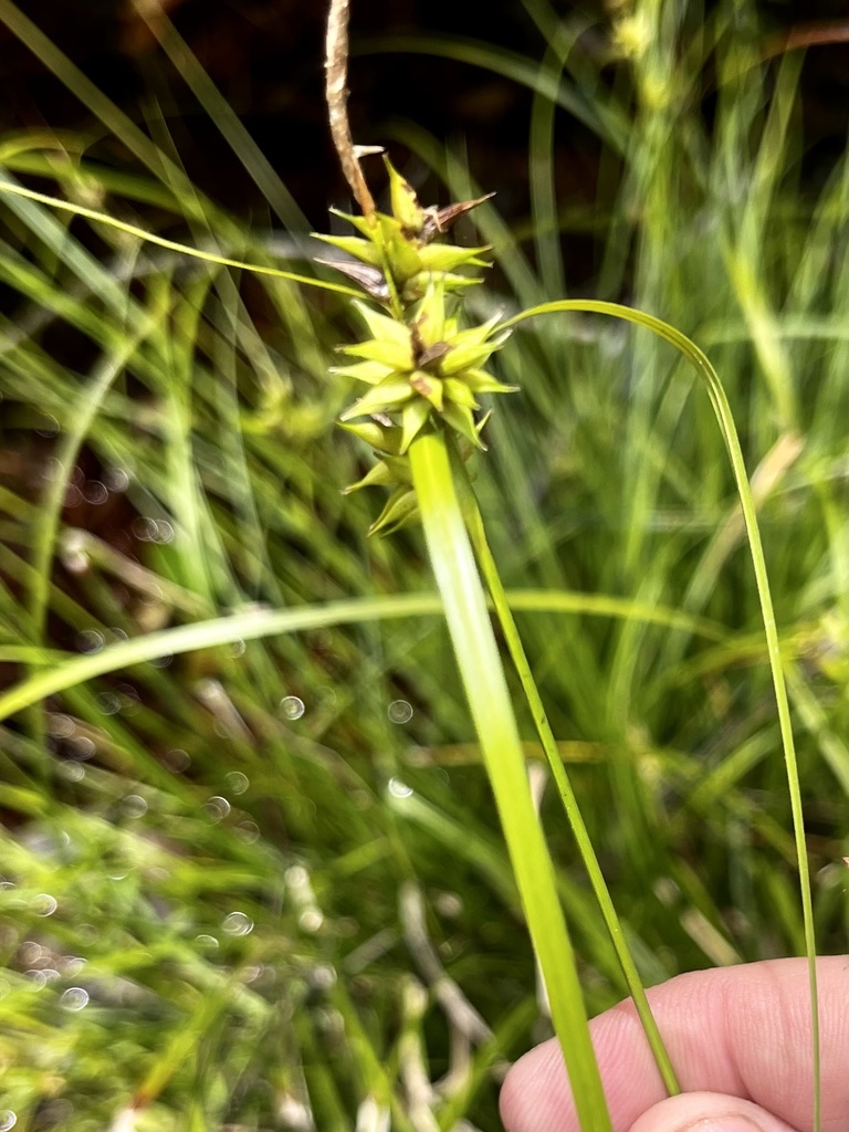 Elliott's Sedge From Robertsdale, Al, Us On May 29, 2023 At 12:46 Pm By 