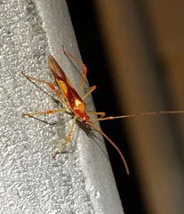 Ragwelellus rubrinus