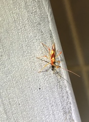 Ragwelellus rubrinus