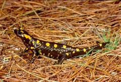 Salamandra corsica