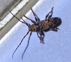 Pseudoterinaea bicoloripes