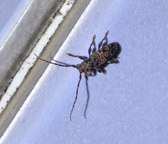 Pseudoterinaea bicoloripes