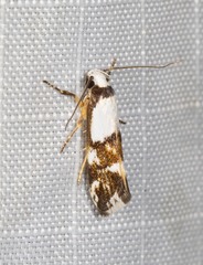 Zaphanaula hemileuca