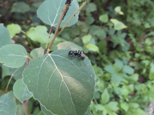 Eastern black carpenter ant