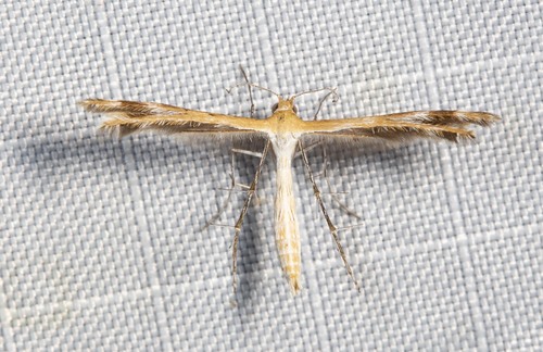 Spiderling Plume Moth