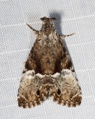 Alophosoma emmelopis