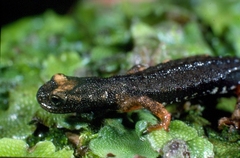 Salamandrina perspicillata