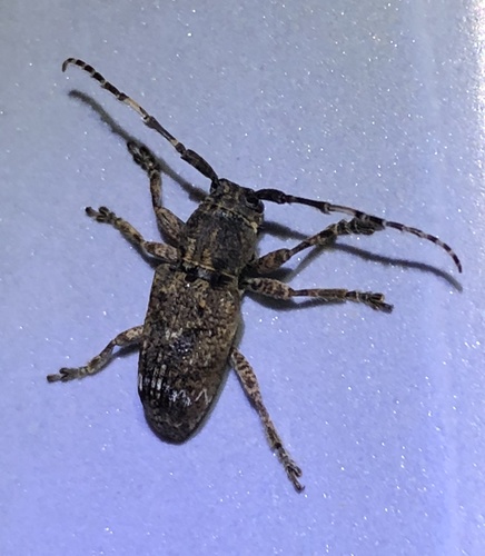 Pterolophia postfasciculata