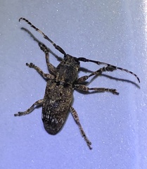 Pterolophia postfasciculata