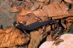 Salamandrina perspicillata