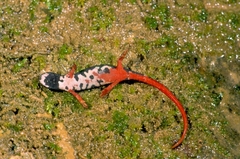 Salamandrina perspicillata