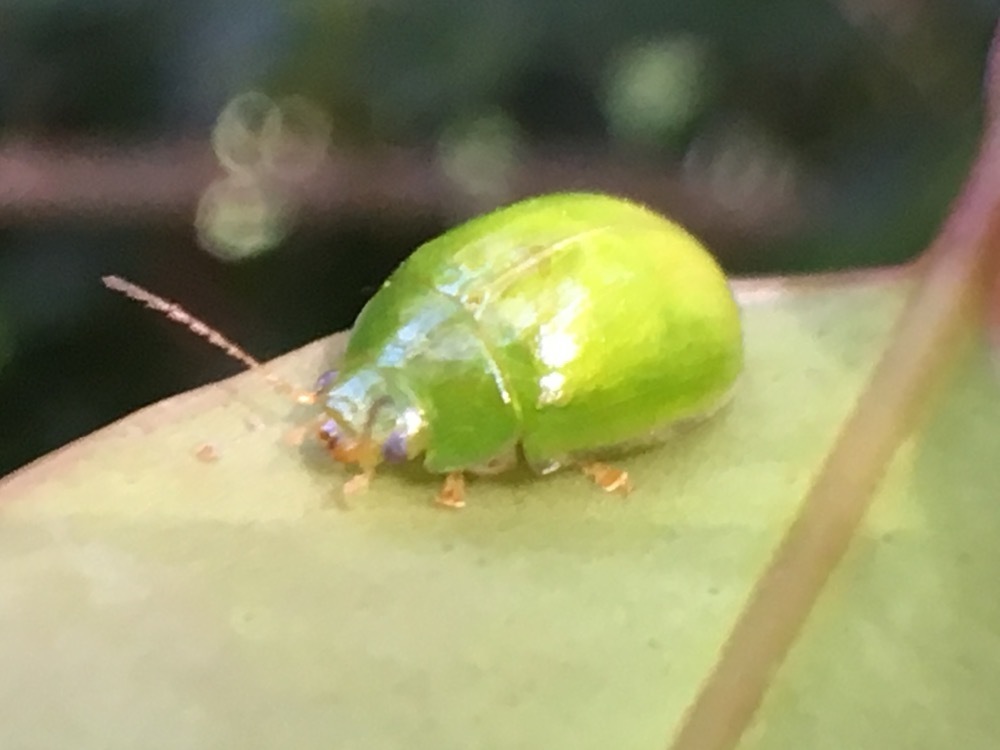 Lilly Pilly leaf beetle (Leaf Beetles (Chrysomelinae) of Victoria