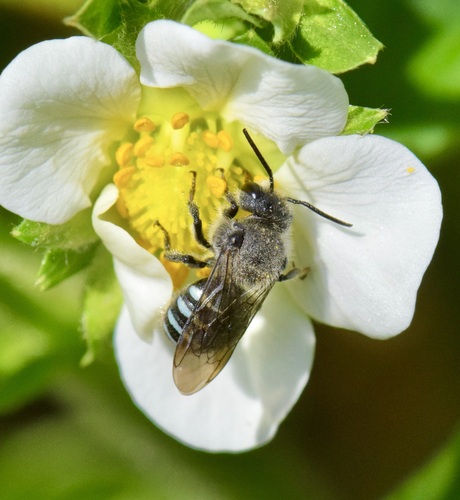 Healthy Cuckoo Carder Bee