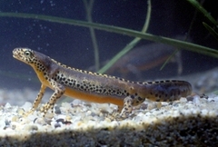 Ichthyosaura alpestris alpestris