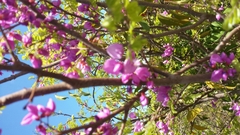Millettia