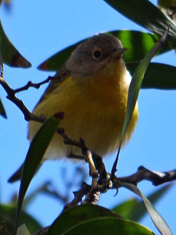 Nashville Warbler from Zoológico Los Coyotes on January 14, 2016 at 11: ...