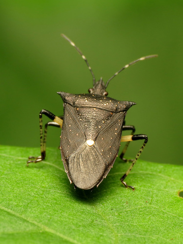 Black Stink Bug photo 3