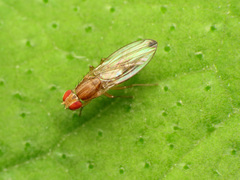 Scaptomyza adusta