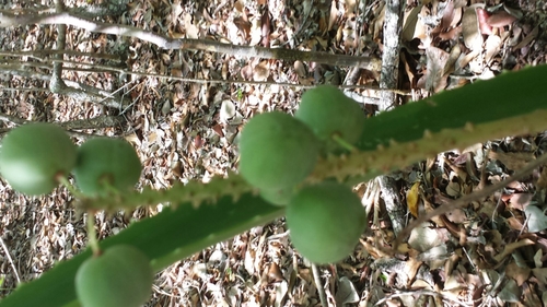 Aloe occidentalis image