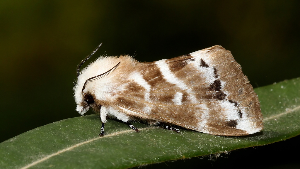 Porela subfasciata