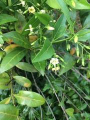 Kraussia floribunda