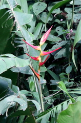 Heliconia latispatha image
