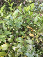 Kraussia floribunda