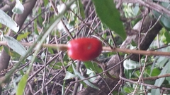 Olacaceae