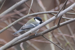 Parus minor