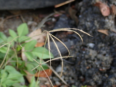 Chloris divaricata