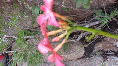 Pachypodium baronii image