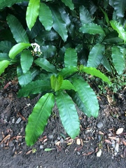 Tabernaemontana ventricosa