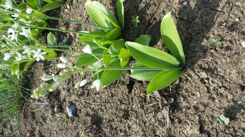 Ornithogalum convallarioides