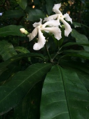 Tabernaemontana ventricosa