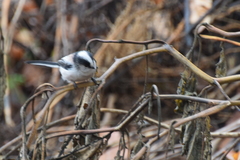 Aegithalos caudatus