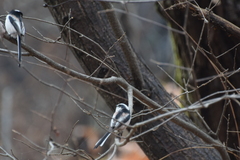 Aegithalos caudatus