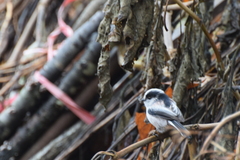 Aegithalos caudatus