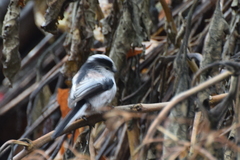 Aegithalos caudatus