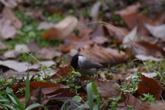 Poecile palustris