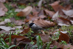 Poecile palustris