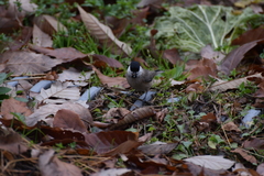 Poecile palustris