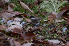 Poecile palustris