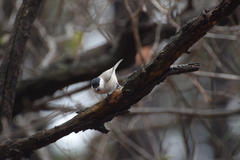 Poecile palustris