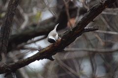 Poecile palustris