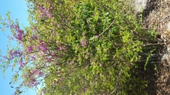 Millettia