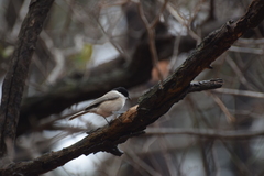 Poecile palustris