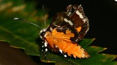 Hecatesia fenestrata