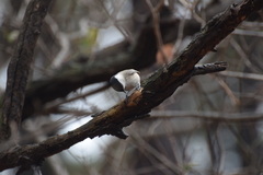 Poecile palustris