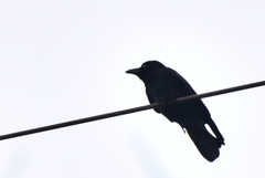 Corvus macrorhynchos