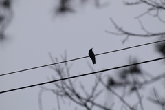Corvus macrorhynchos